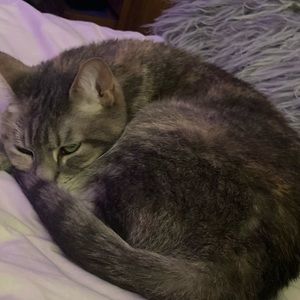 Meet your Posher, Maya